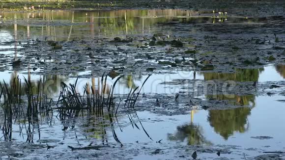 澳大利亚布里斯班库塔山植物园的水上池塘视频的预览图