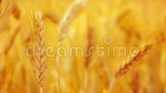 金黄麦穗在农业栽培地接近选择性聚焦视频的预览图