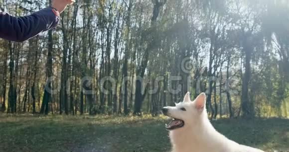 快乐的雌性兴高采烈地在秋天的公园里和狗玩与家养动物的爱情和友谊白色牧羊犬视频的预览图