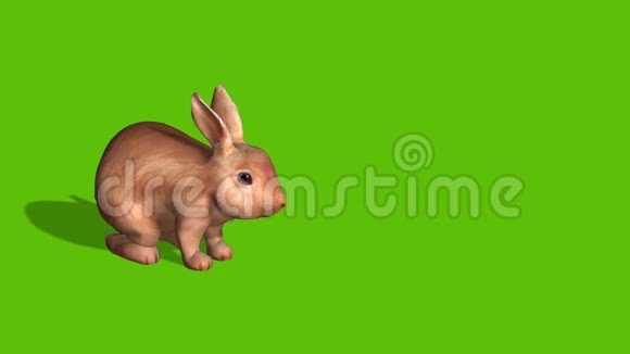 带有两只不同颜色卡通兔的复活节动画卡片视频的预览图