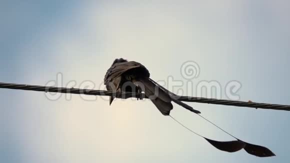 黑色的龙戈鸟双尾蛇坐在电力线路上城市生活中的动物视频的预览图