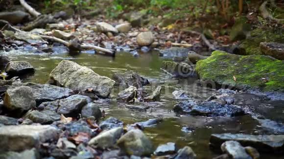 森林溪流宁静的小溪视频的预览图