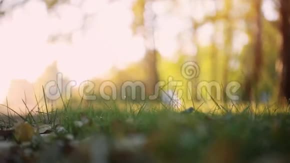 阳光透过树木在一条金色的森林景观的小路上在模糊的博基猎犬上闪耀1920x1080视频的预览图