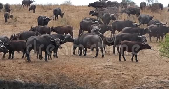 非洲水牛切角赫德站在萨凡纳塔沃公园在肯尼亚实时视频的预览图