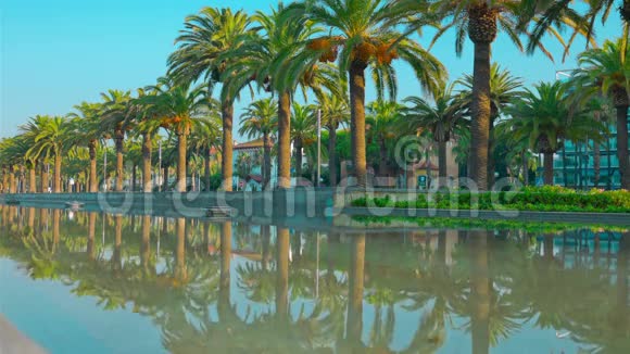 西班牙Salou棕榈树长廊和棕榈树倒影视频的预览图