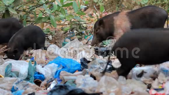 猪在垃圾里喂食视频的预览图