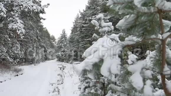 美丽的野生冬林圣诞树在雪地里自然风光松径视频的预览图