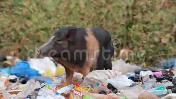 猪在垃圾里喂食视频的预览图