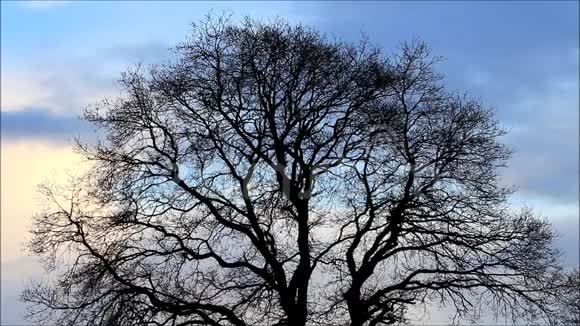 冬天美丽的树背景是蓝天和云彩视频的预览图
