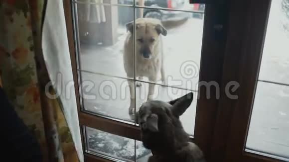 两只好朋友的狗想玩篱笆分开视频的预览图