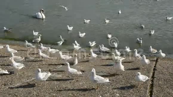 海岸上的天鹅和海鸥视频的预览图