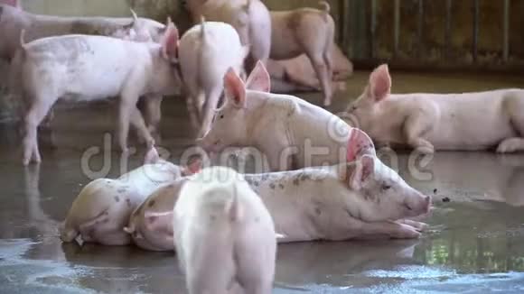 一群猪在当地的东盟养猪场看起来健康的牲畜没有地方的标准化和清洁农业的概念视频的预览图