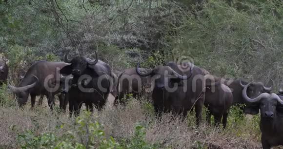 非洲水牛切角赫德站在萨凡纳塔沃公园在肯尼亚实时视频的预览图