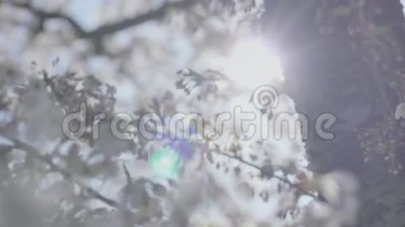 春花树后的太阳视频的预览图