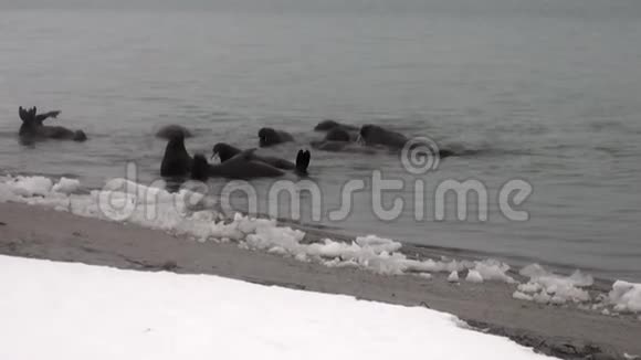 海象群在斯瓦尔巴的北冰洋冰冷的海水中游泳视频的预览图