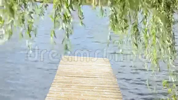 女行木湖桥柳树天鹅鸟鸣视频的预览图