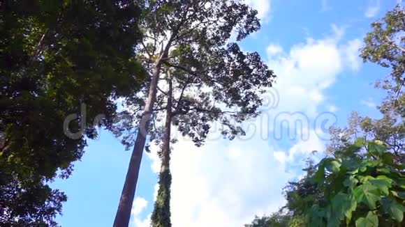 热带高山森林中的高大树木视频的预览图