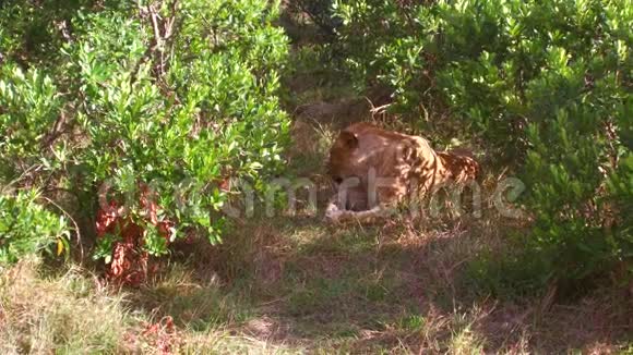 狮子在非洲的热带草原森林里休息视频的预览图