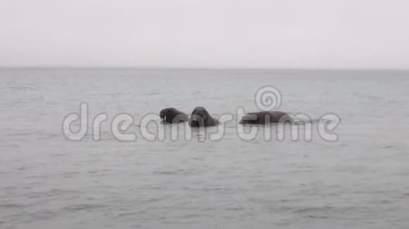 海象群在斯瓦尔巴的北冰洋冰冷的海水中游泳视频的预览图