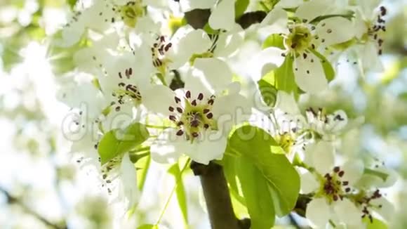 阳光下的白色樱花2视频的预览图