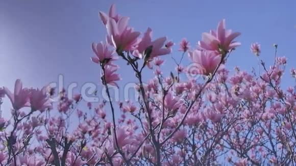 蓝春天下的粉红玉兰视频的预览图