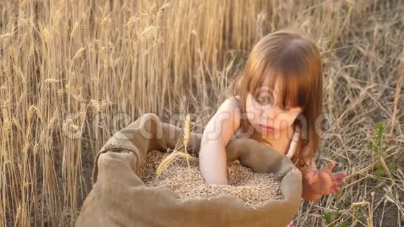 小男孩在麦田里的麻袋里玩谷物手里拿着小麦的孩子宝贝把谷物放在手掌上视频的预览图