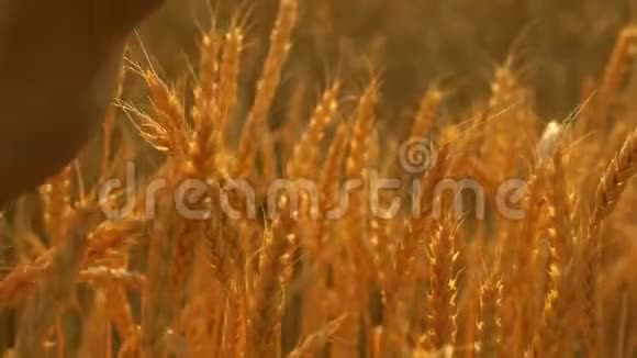 农民的手在日落时碰到麦穗农学家视察一块熟麦地在小麦上的农夫视频的预览图