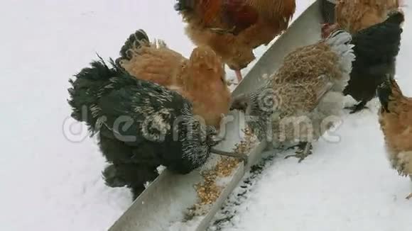 家鸡吃粮食视频的预览图