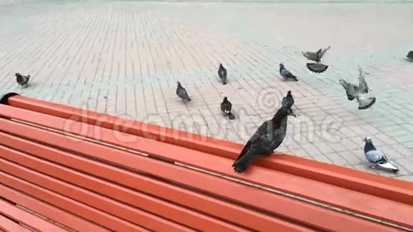 镇广场上的一群鸽子视频的预览图