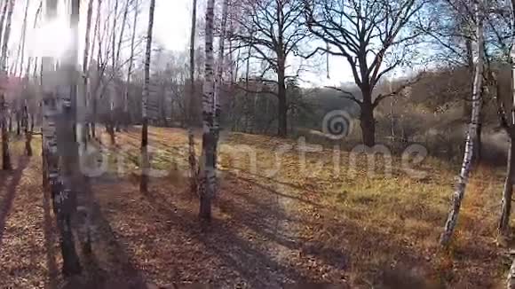 飞过秋天的白桦林视频的预览图