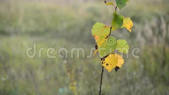 风中有黄秋叶的幼枝视频的预览图