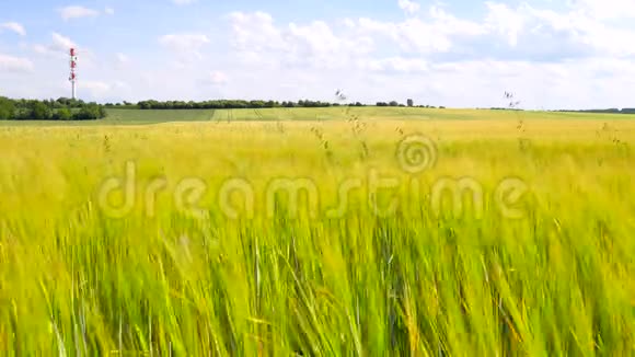 6月中旬成熟的大麦幼苗年轻的黄绿色大麦在风中飘扬视频的预览图
