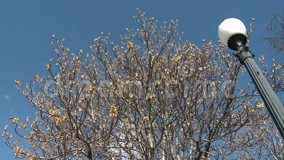 蓝天背景下的春树视频的预览图