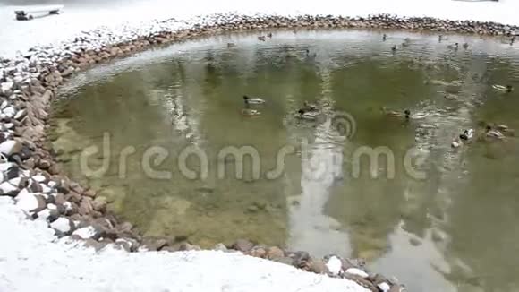 冬天池塘里有水鸟视频的预览图