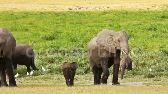 大象在安博塞利照顾她的孩子视频的预览图