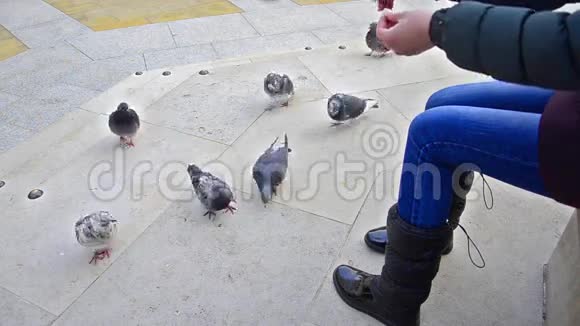 女孩喂一群鸽子视频的预览图