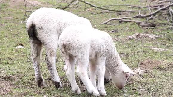 春天两只小白羊在吃草复活节视频的预览图