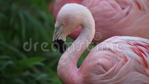 湖里的粉红火烈鸟视频的预览图