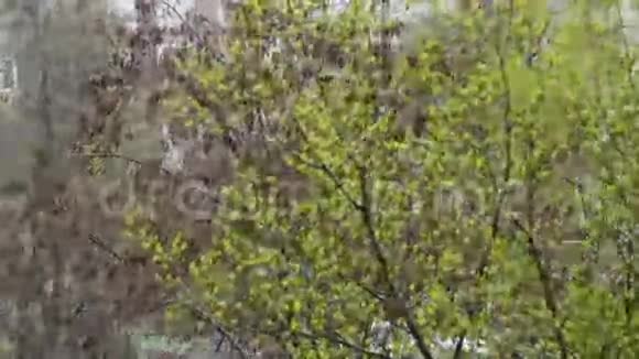 异常天气四月下旬下雪在树上绿叶和花视频的预览图