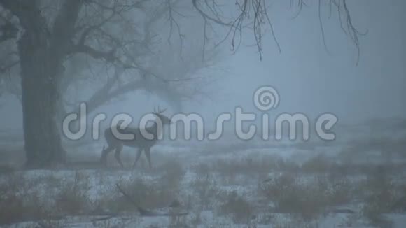 雾中的白色巴克视频的预览图