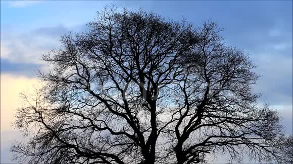冬天美丽的树背景蓝天和云彩视频的预览图