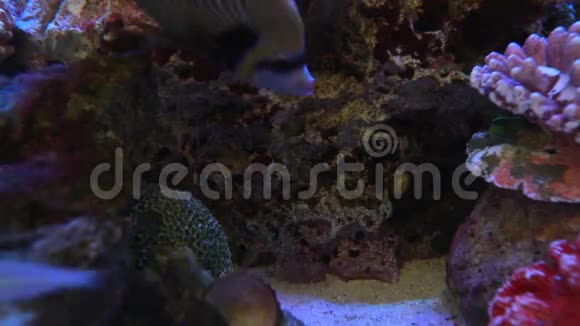 水族馆里的鱼正在用虾清理身体视频的预览图