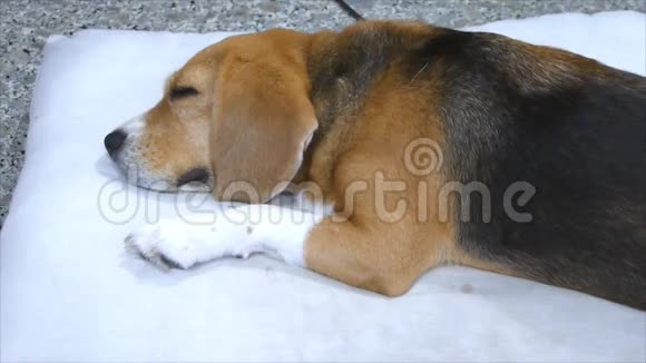 可爱的小猎犬睡在垫子上视频的预览图