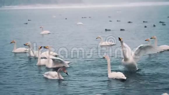 冬天天鹅在湖或河上游泳下雪了准备飞走视频的预览图