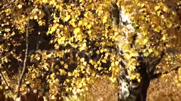 照相机飞过鲜艳的桦树枝阳光明媚的秋日傍晚视频的预览图