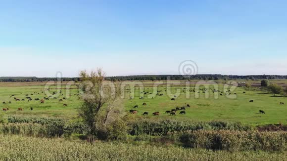 在草地上绿草如茵的田野上许多棕黑色的家系繁殖的奶牛公牛正在放牧在农场夏日温暖视频的预览图