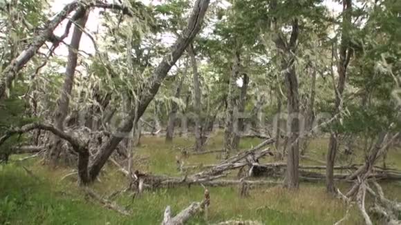 在阿根廷巴塔哥尼亚干燥的树根和树枝交织在地上视频的预览图