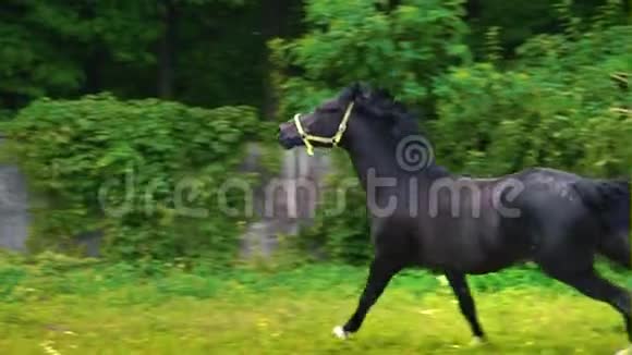 黑色美丽的马在围场的绿草上飞驰视频的预览图