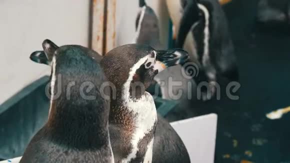小企鹅正沿着动物园的一条走廊走着很多企鹅走路都很滑稽视频的预览图