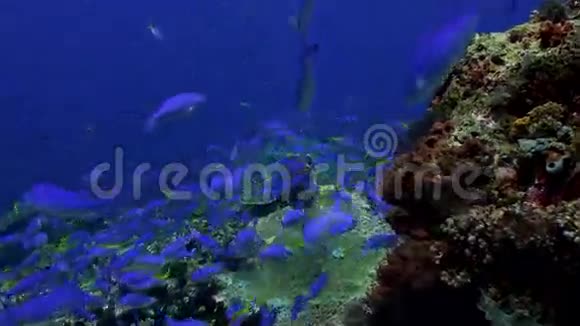许多蓝鱼在礁石上寻找食物视频的预览图